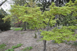 Acer palmatum 'Kagiri Nishiki' — photo 3